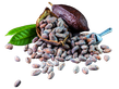 Graines de Cacao